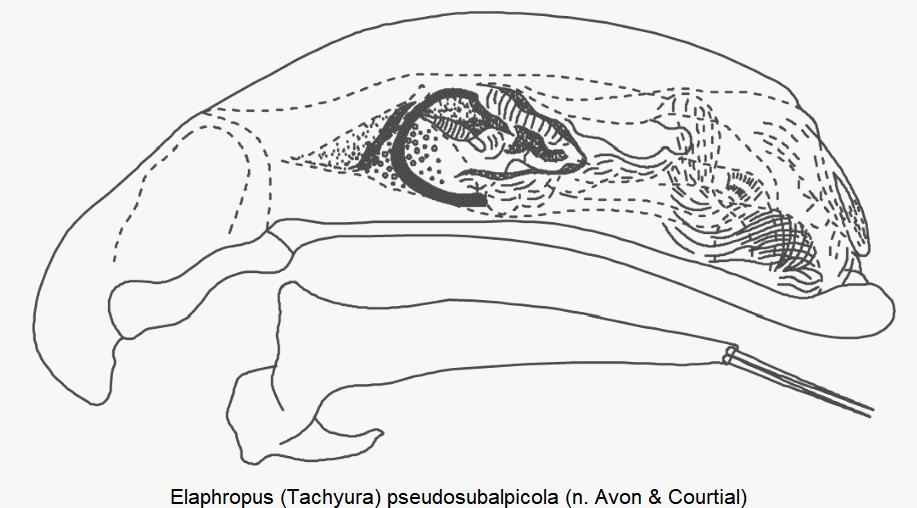 tachyura_pseudosubalpicola.gif