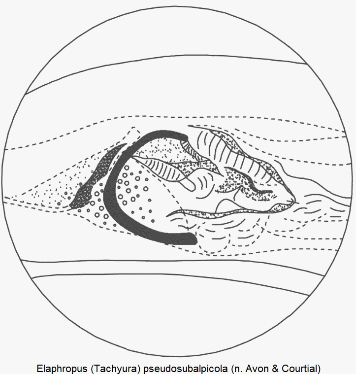 tachyura_pseudosubalpicola_pc.gif