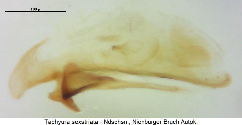 tachyura_sexstriata2.jpg