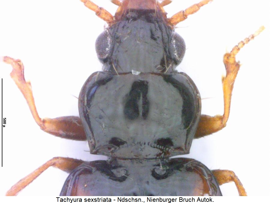 tachyura_sexstriata_vk.jpg