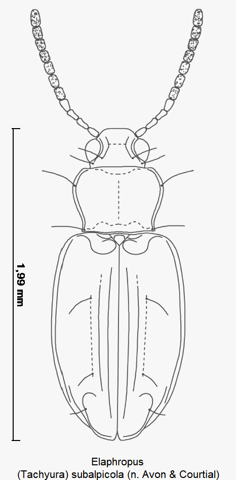 tachyura_subalpicola_hab.gif