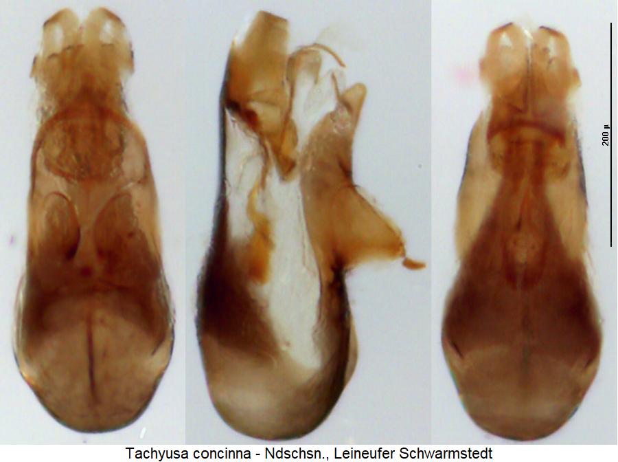 tachyusa_concinna.jpg