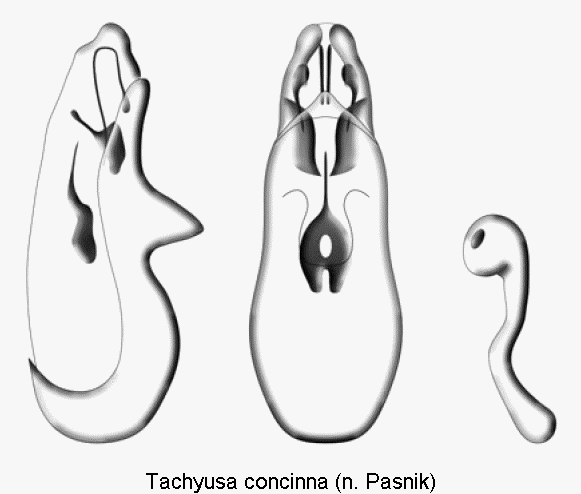 tachyusa_concinna1.gif