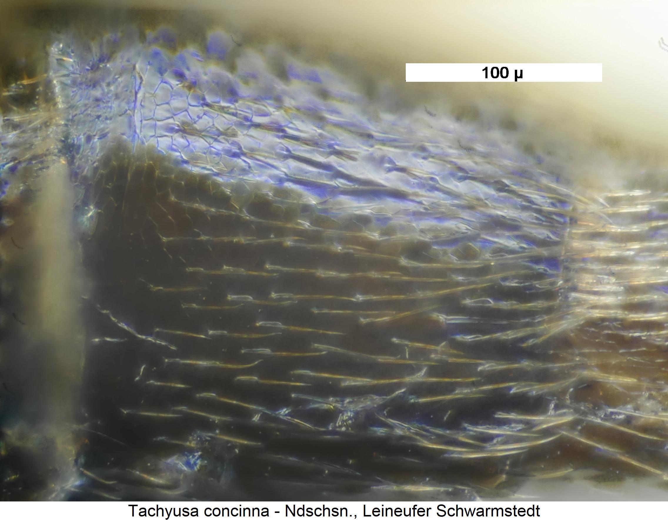 tachyusa_concinna_ter1.jpg