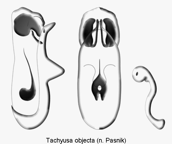 tachyusa_objecta.gif