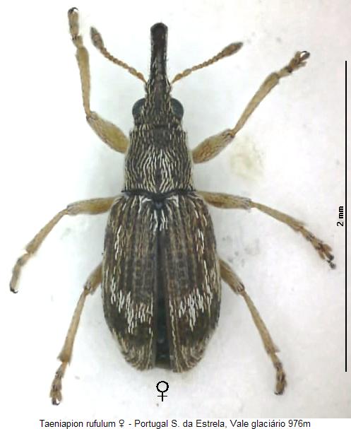 taeniapion_rufulum_hab.jpg
