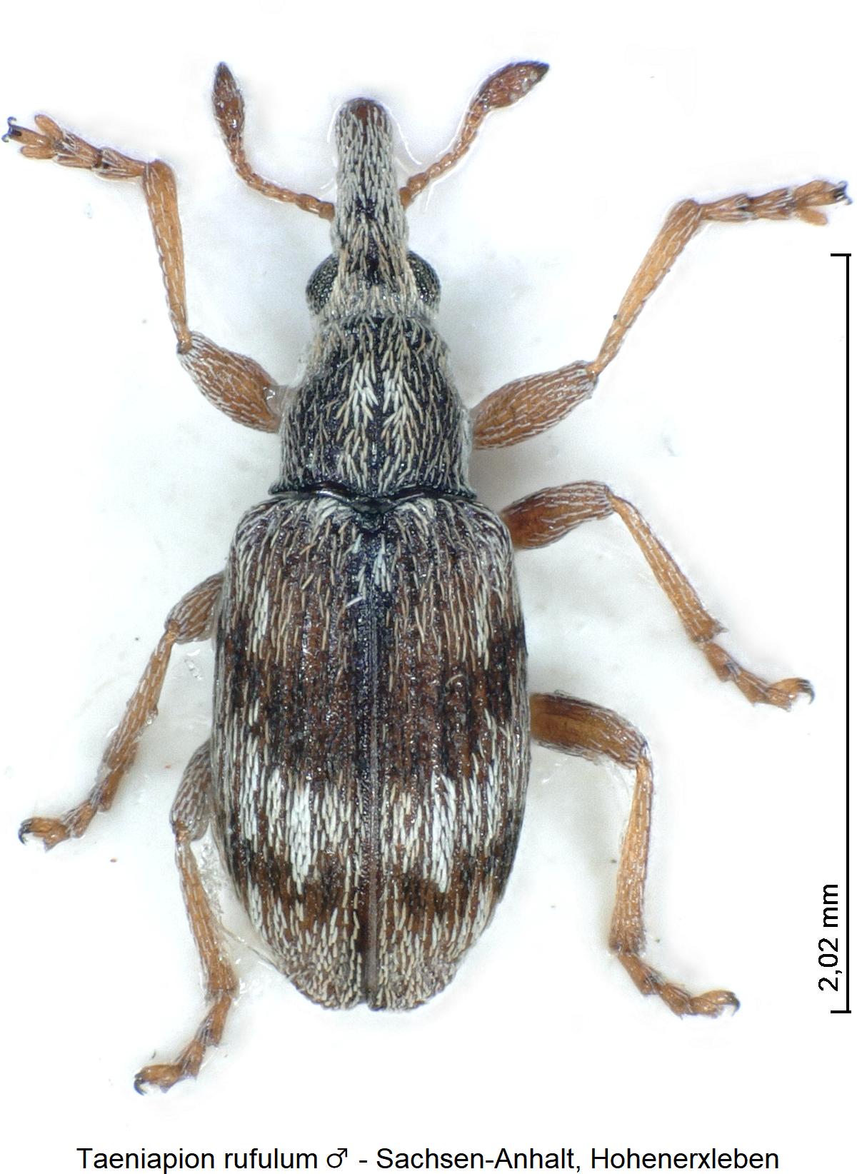 taeniapion_rufulum_m_hab.jpg