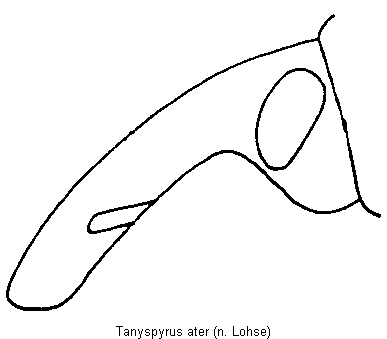 tanyspyrus_ater_k.gif