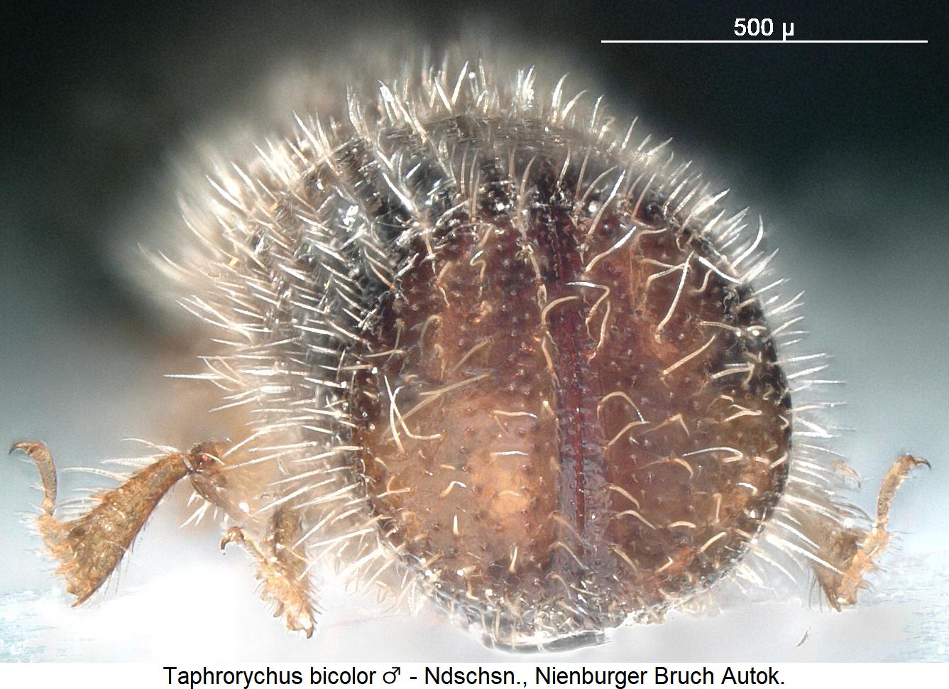 taphrorychus_bicolor_m_hlb.jpg