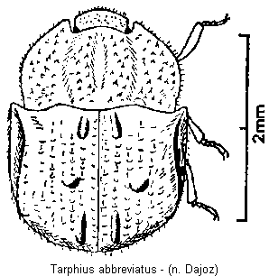 tarphius_abbreviatus_hab.gif