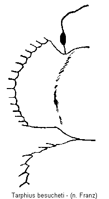 tarphius_besucheti_hsch.gif