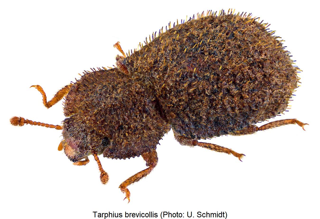 tarphius_brevicollis_hab.jpg