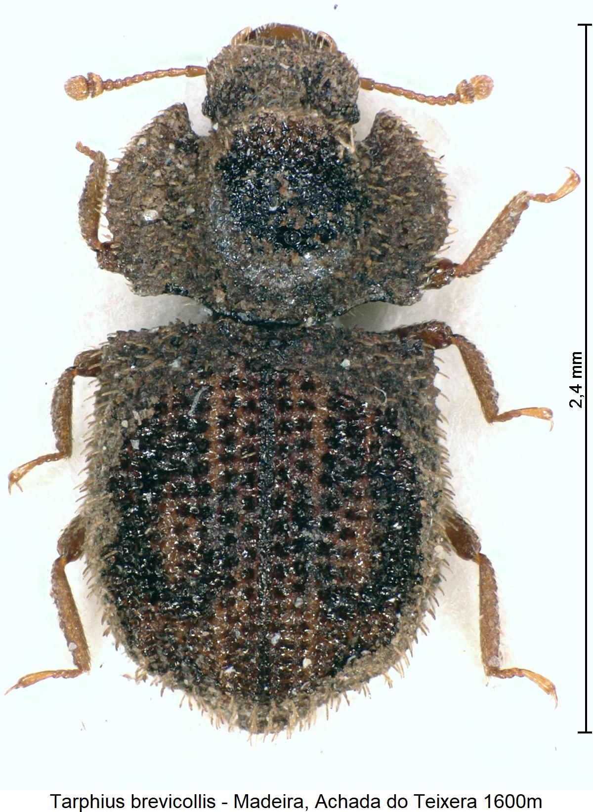 tarphius_brevicollis_hab3.jpg
