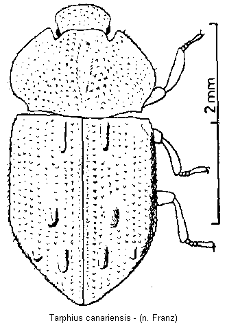 tarphius_canariensis_hab.gif