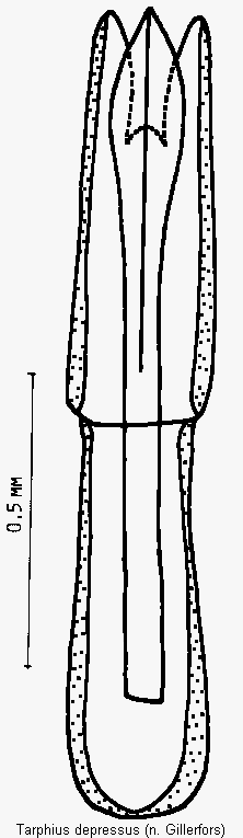 tarphius_depressus.gif