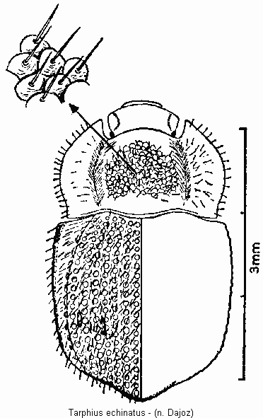 tarphius_echinatus_hab.gif
