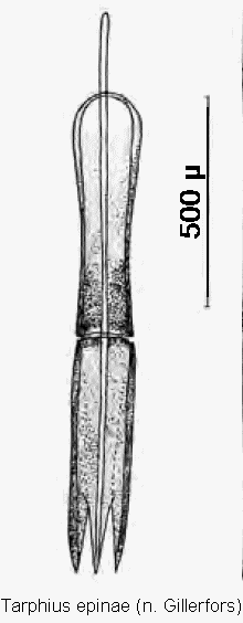 tarphius_epinae.gif