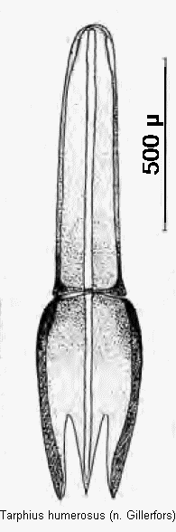 tarphius_humerosus.gif