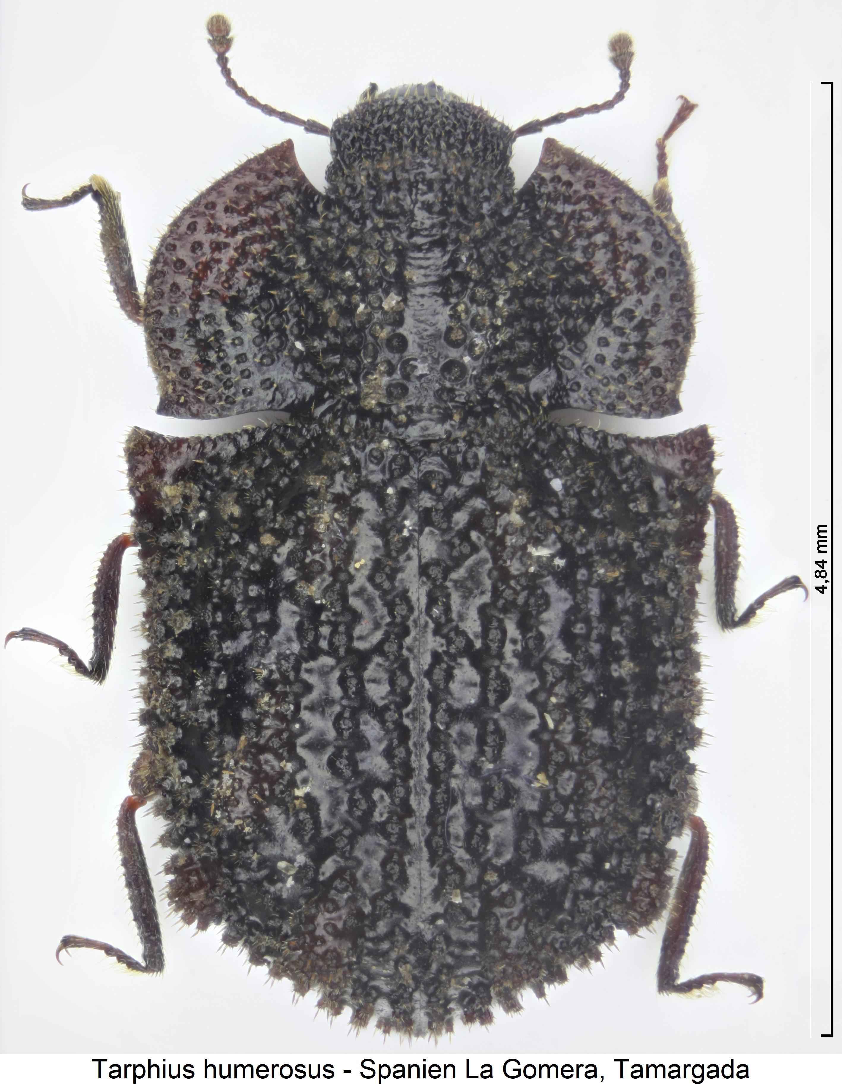 tarphius_humerosus_hab.jpg