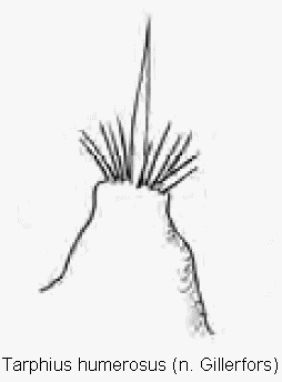 tarphius_humerosus_int.gif