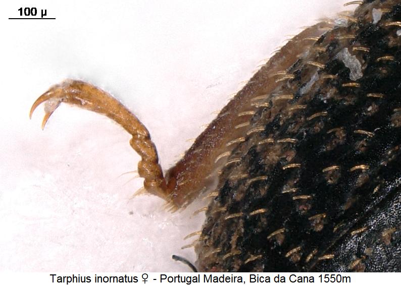 tarphius_inornatus_w_htr.jpg
