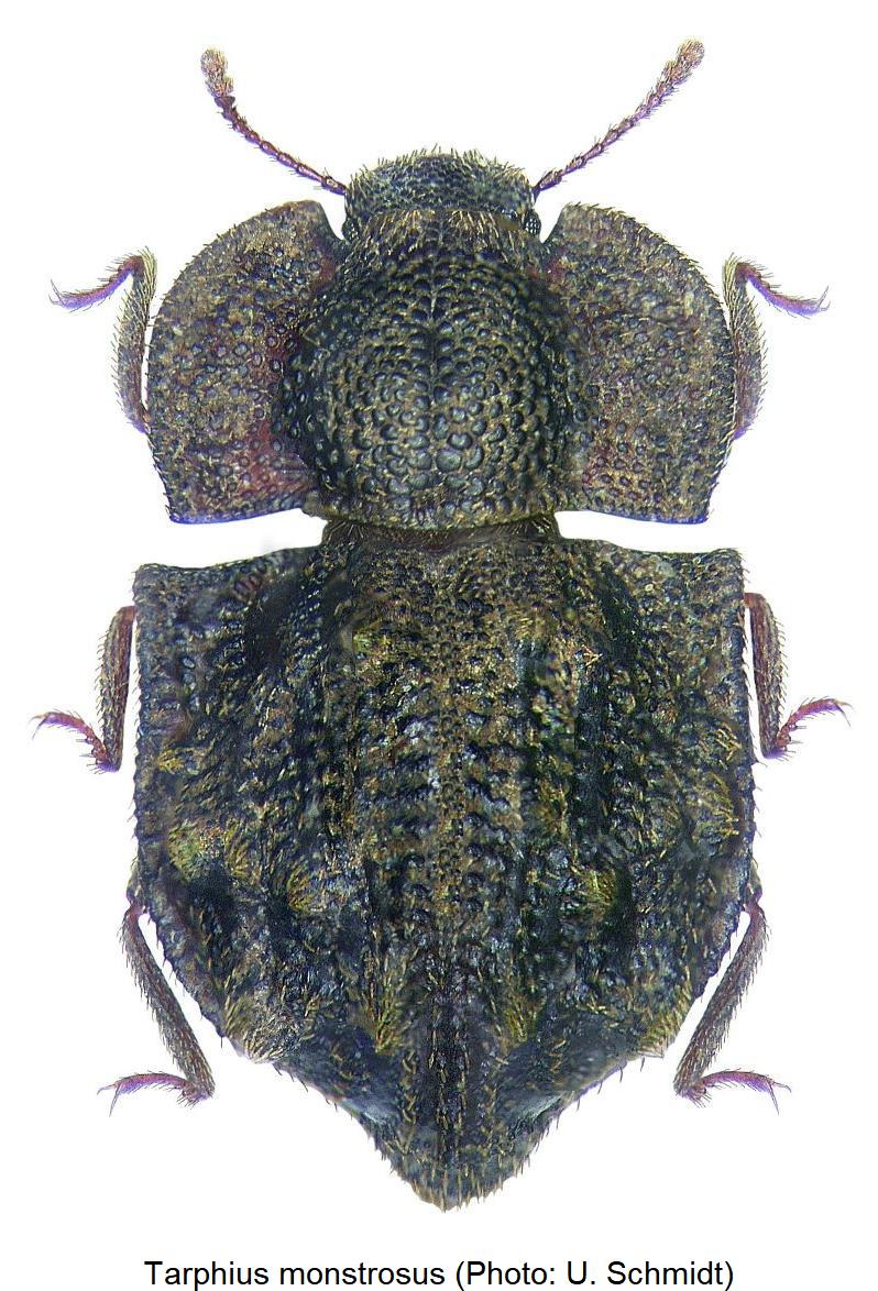 tarphius_monstrosus_hab3.jpg