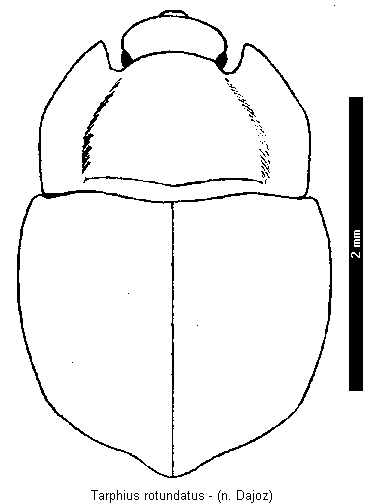 tarphius_rotundatus_hab.gif