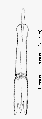 tarphius_supranubius.gif
