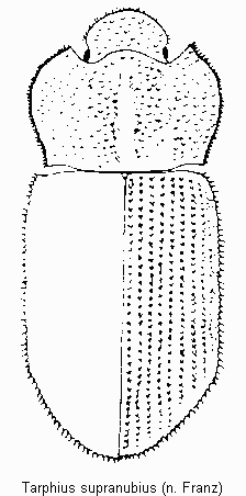 tarphius_supranubius_hab.gif