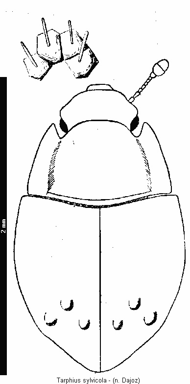 tarphius_sylvicola_hab.gif