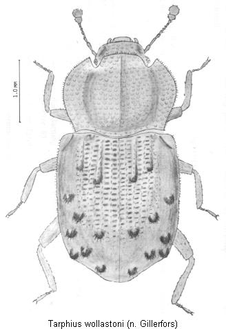 tarphius_wollastoni_hab.jpg