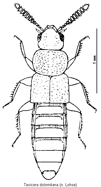 taxicera_dolomitana_hab.gif