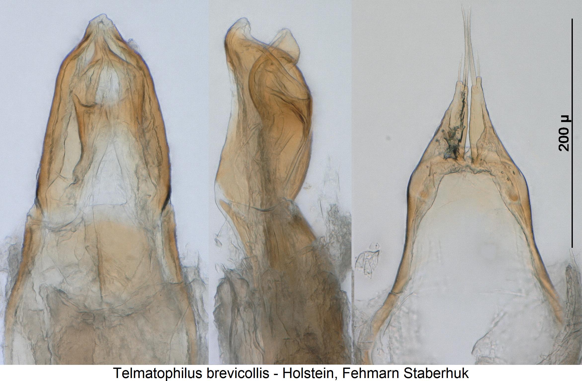 telmatophilus_brevicollis1.jpg