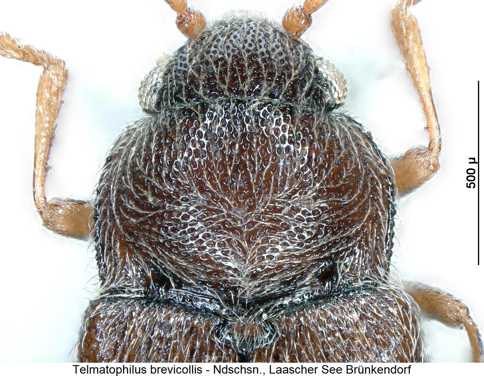 telmatophilus_brevicollis_vk.jpg