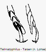 telmatophilus_htr.gif