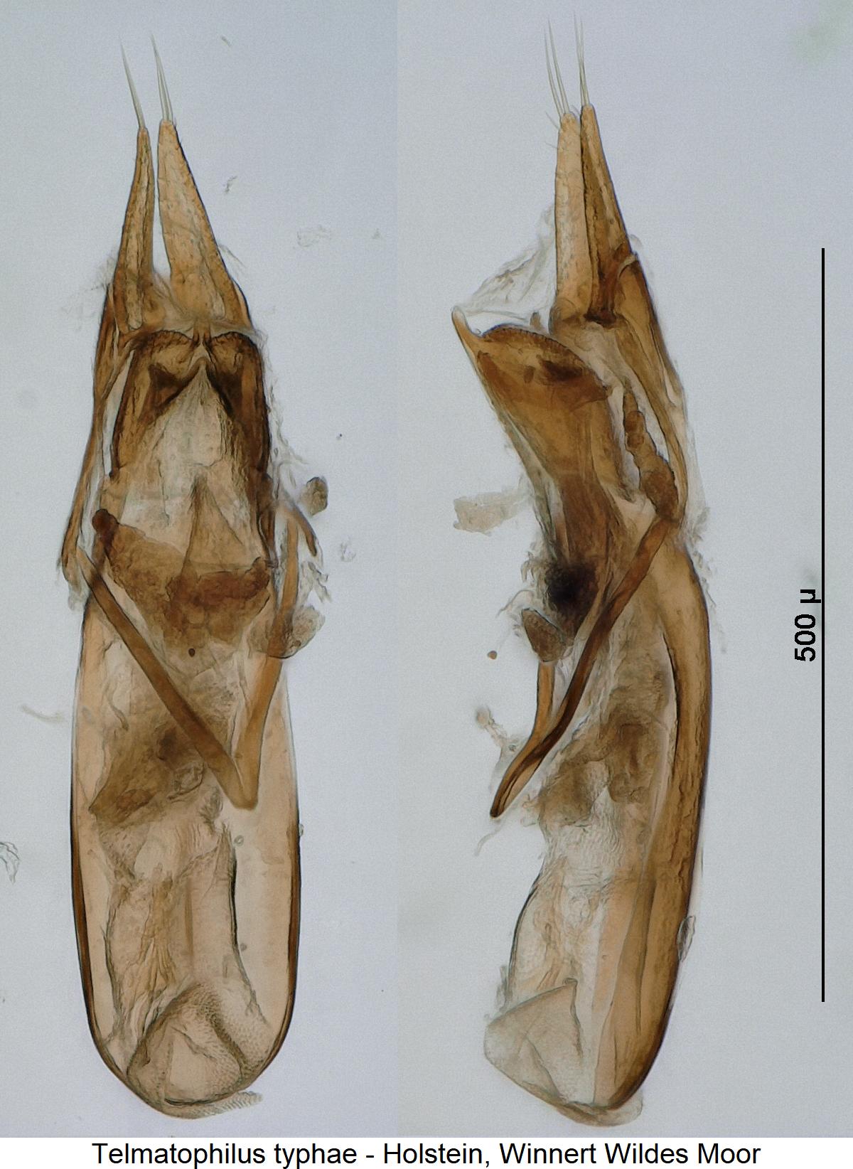 telmatophilus_typhae3.jpg