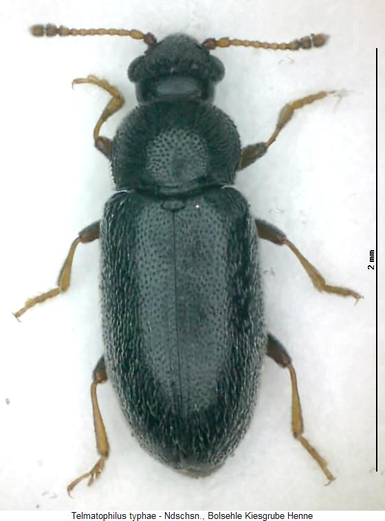 telmatophilus_typhae_hab.jpg