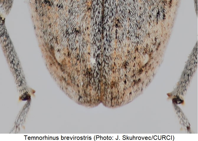 temnorhinus_brevirostris_dec.jpg