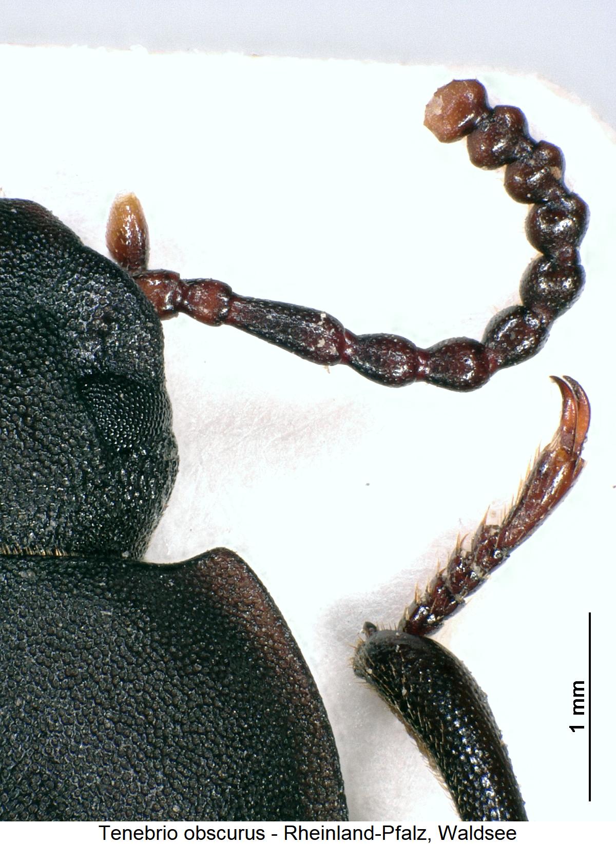 tenebrio_obscurus_f.jpg