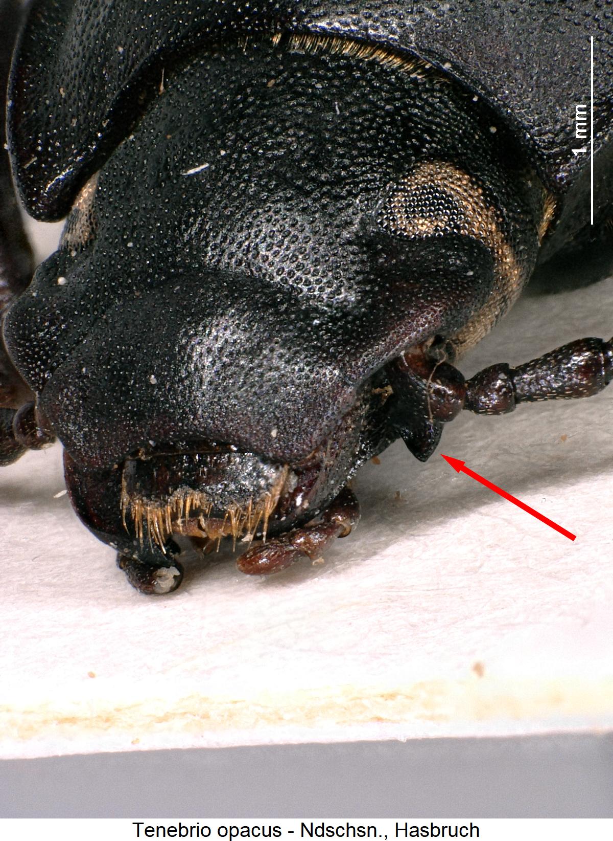 tenebrio_opacus_k.jpg