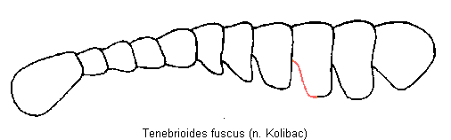 tenebrioides_fuscus_f.gif