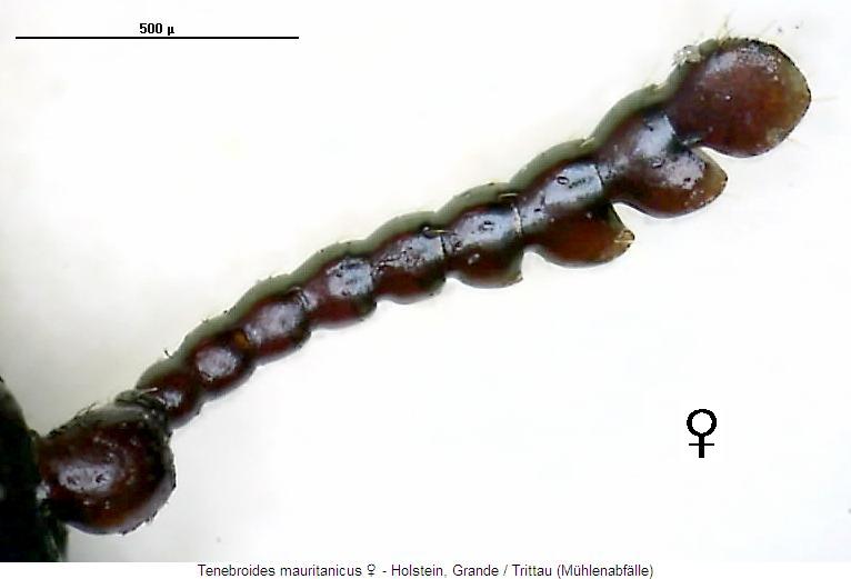 tenebroides_mauritanicus_w_f.jpg