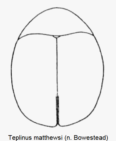 teplinus_matthewsi_hab.gif