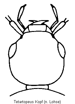 tetartopeus_kopf.gif