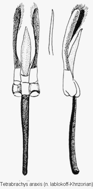 tetrabrachys_araxis.gif