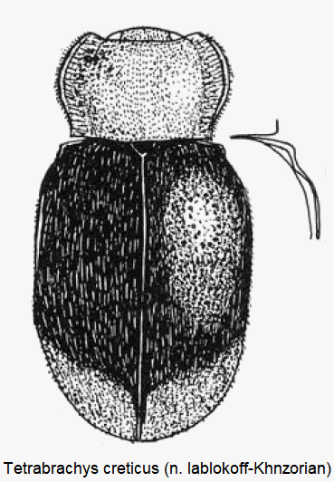 tetrabrachys_creticus_hab.gif