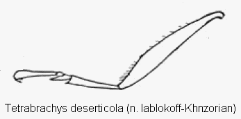 tetrabrachys_deserticola_htr.gif