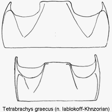 tetrabrachys_graecus_abd.gif