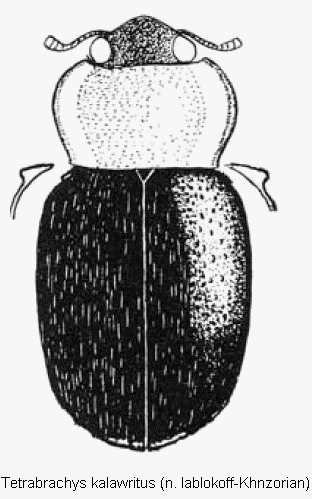 tetrabrachys_kalawritus_hab.gif