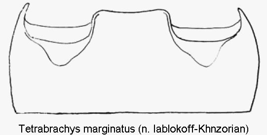 tetrabrachys_marginatus_abd.gif